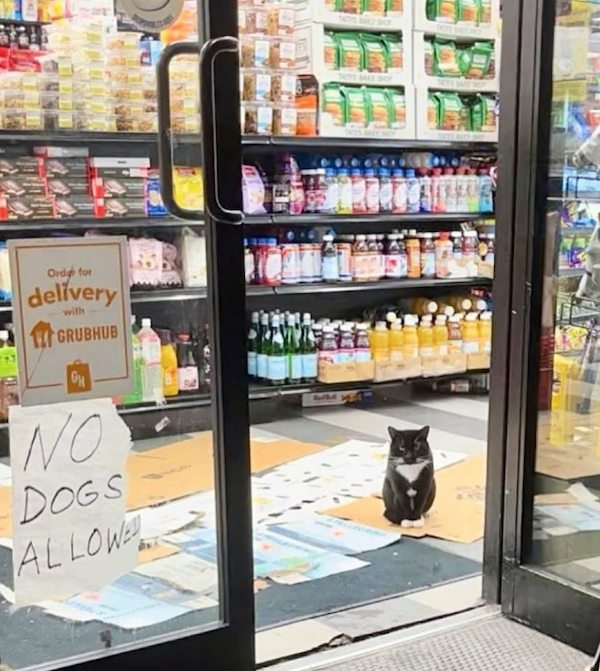 Funny Cats In Stores (30 pics) Funny Cats In Stores (30 pics)