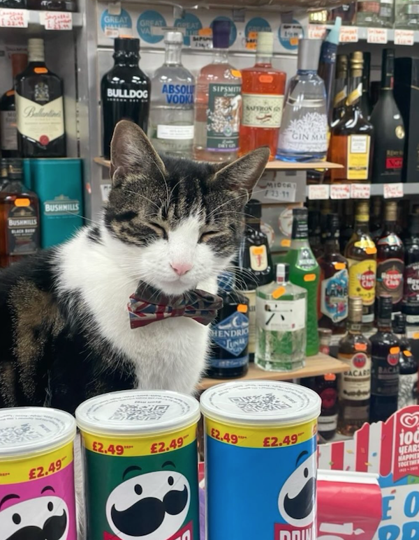 Funny Cats In Stores (30 pics) Funny Cats In Stores (30 pics)