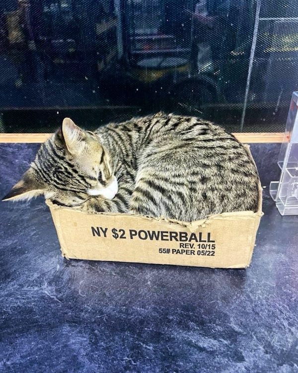 Funny Cats In Stores (30 pics) Funny Cats In Stores (30 pics)