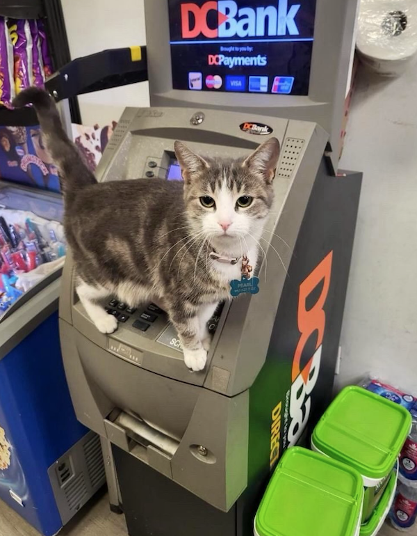 Funny Cats In Stores (30 pics) Funny Cats In Stores (30 pics)