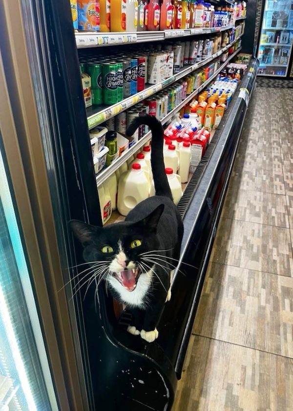 Funny Cats In Stores (30 pics) Funny Cats In Stores (30 pics)