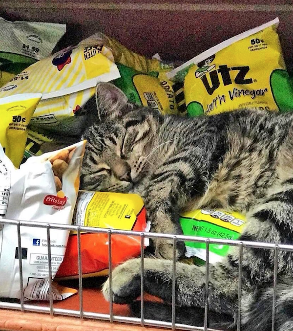 Funny Cats In Stores (30 pics) Funny Cats In Stores (30 pics)