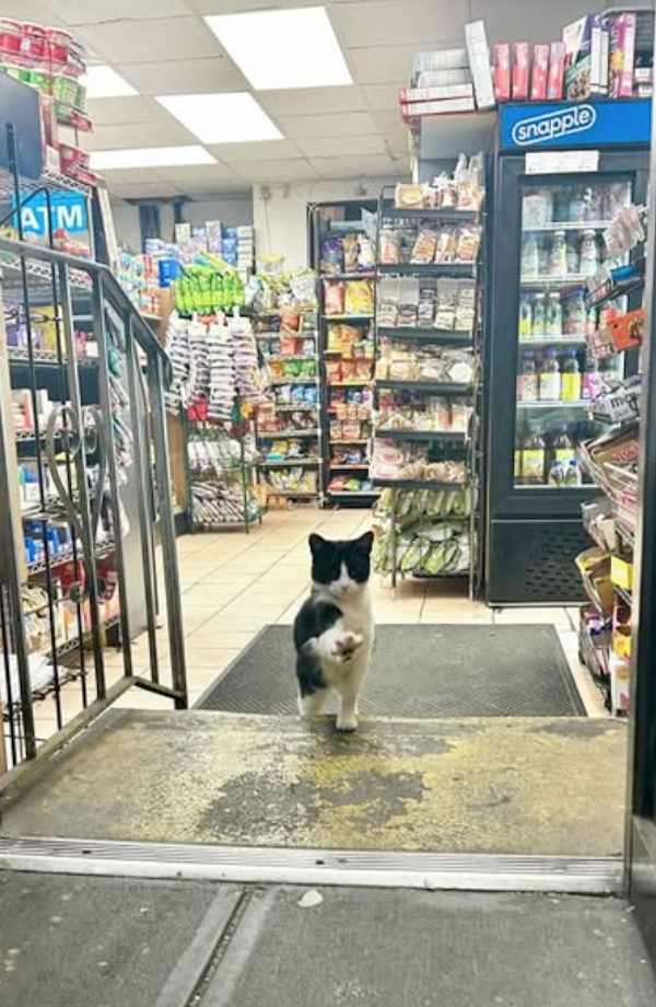 Funny Cats In Stores (30 pics) Funny Cats In Stores (30 pics)