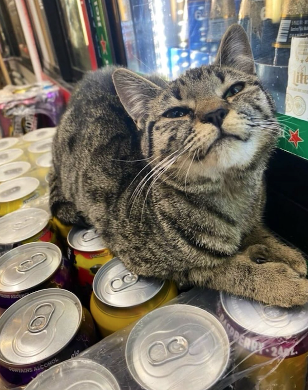 Funny Cats In Stores (30 pics) Funny Cats In Stores (30 pics)