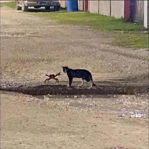 What Is Going On Here? (52 pics) What Is Going On Here? (52 pics)