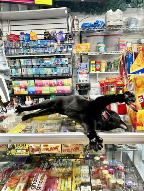 Funny Cats In Stores (30 pics) Funny Cats In Stores (30 pics)