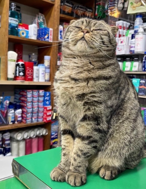 Funny Cats In Stores (30 pics) Funny Cats In Stores (30 pics)