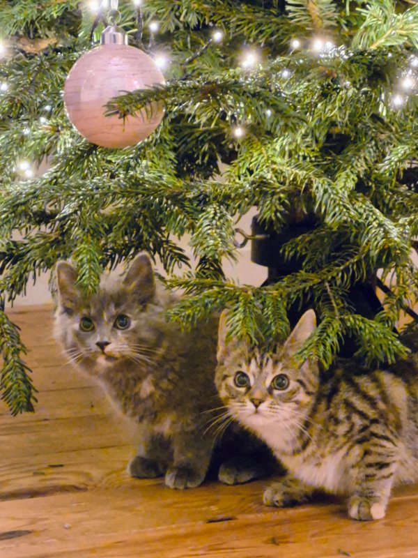 Memes And Photos With Cats (38 pics)