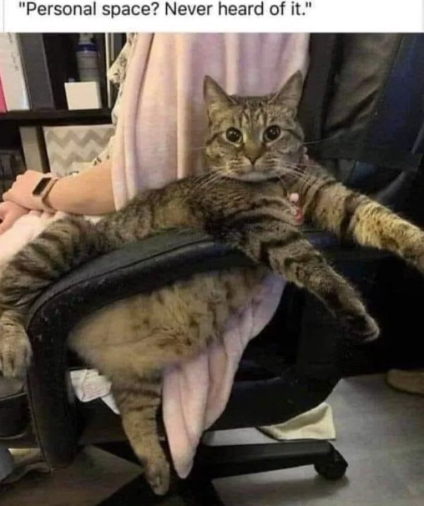 Memes And Photos With Cats (38 pics)