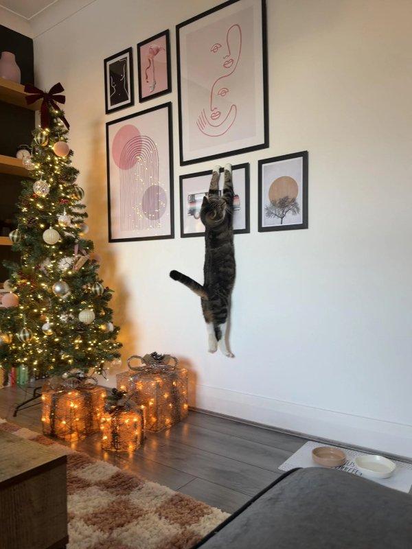 Memes And Photos With Cats (38 pics)