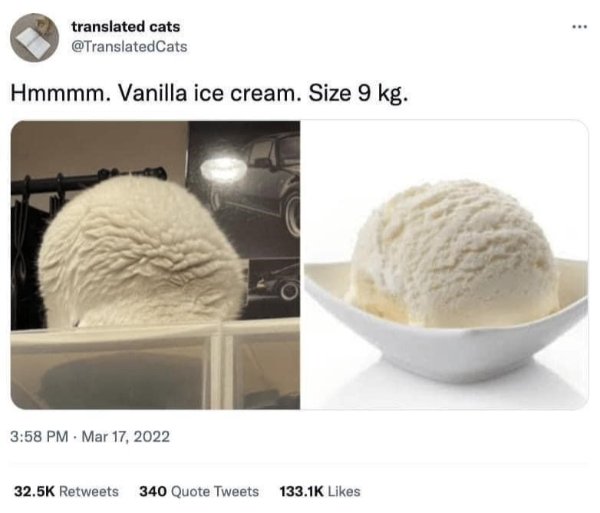 Memes And Photos With Cats (38 pics)