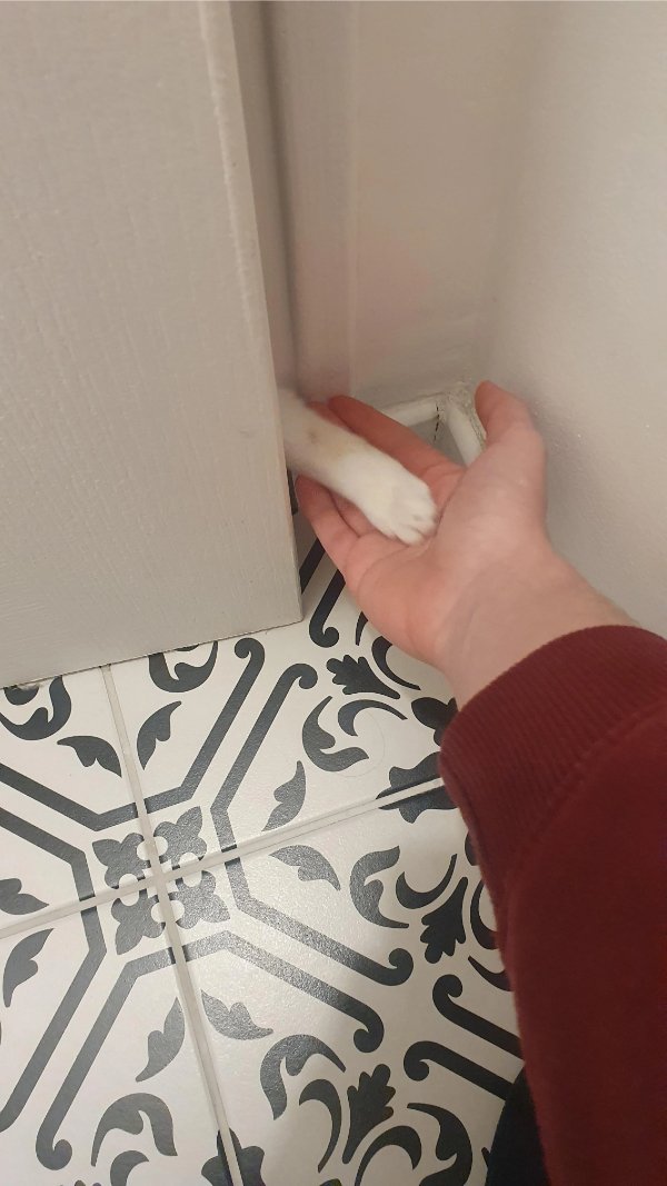 Memes And Photos With Cats (38 pics)