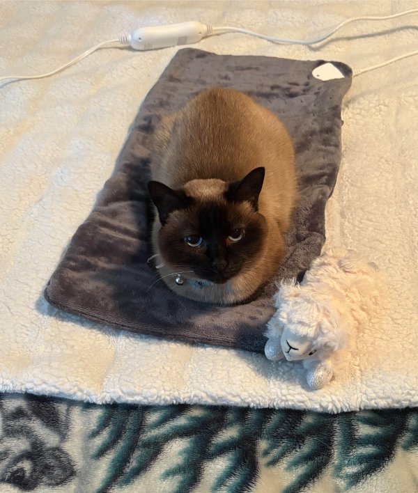 Memes And Photos With Cats (38 pics)