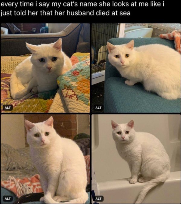 Memes And Photos With Cats (38 pics)