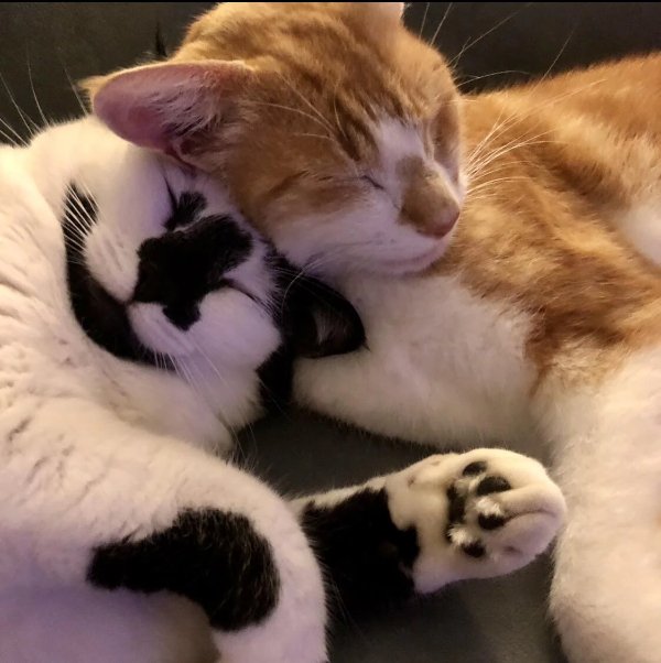 Memes And Photos With Cats (38 pics)