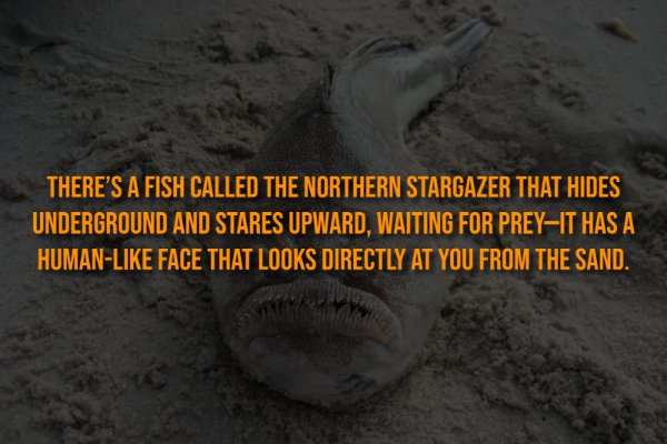 Creepy Facts (15 pics) Creepy Facts (15 pics)