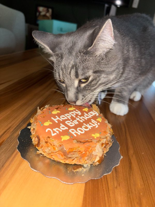 Memes And Photos With Cats (38 pics)