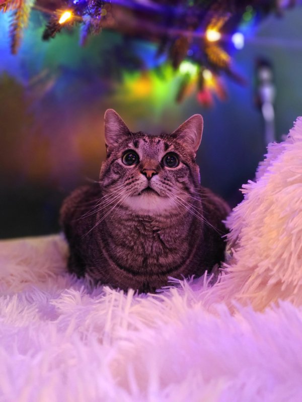 Memes And Photos With Cats (38 pics)