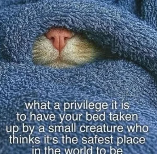 Memes And Photos With Cats (38 pics)