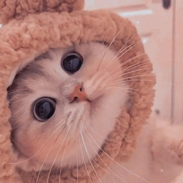 Memes And Photos With Cats (38 pics)