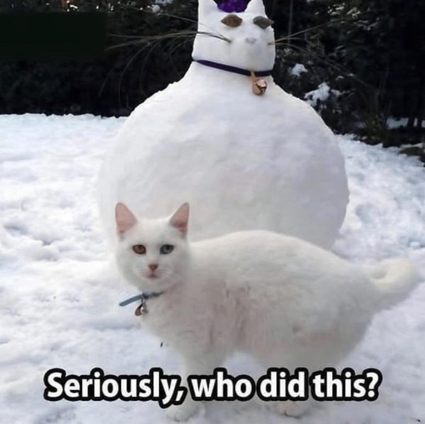 Memes And Photos With Cats (38 pics)