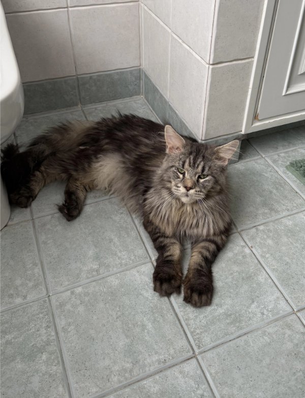 Memes And Photos With Cats (38 pics)