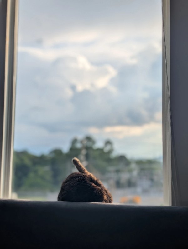 Memes And Photos With Cats (38 pics)