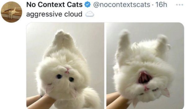 Memes And Photos With Cats (38 pics)