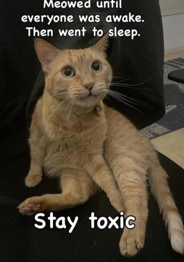 Memes And Photos With Cats (38 pics)