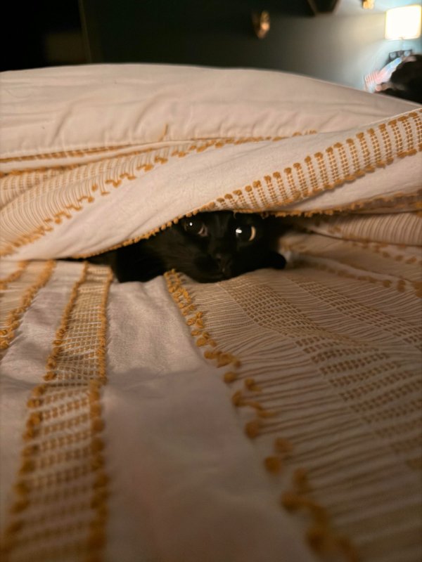 Memes And Photos With Cats (38 pics)