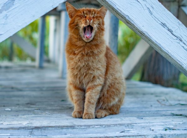 Memes And Photos With Cats (38 pics)