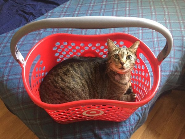 Memes And Photos With Cats (38 pics)