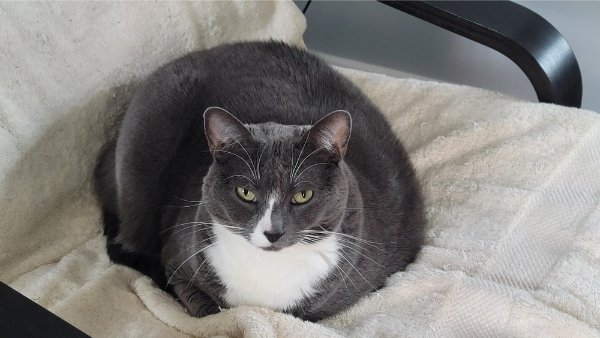 Memes And Photos With Cats (38 pics)