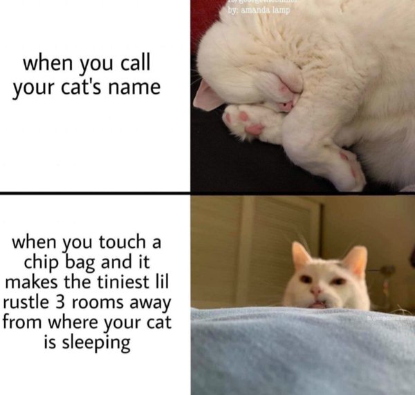 Memes And Photos With Cats (38 pics)