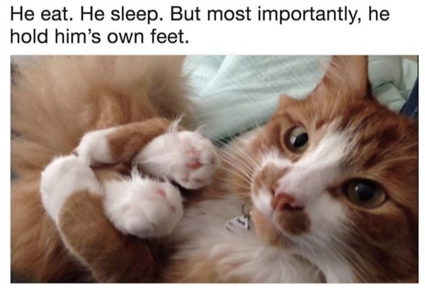 Memes And Photos With Cats (38 pics)