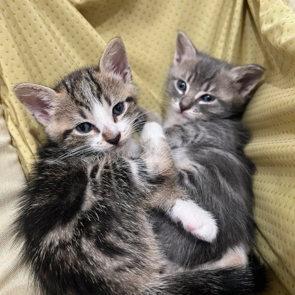 Memes And Photos With Cats (38 pics)