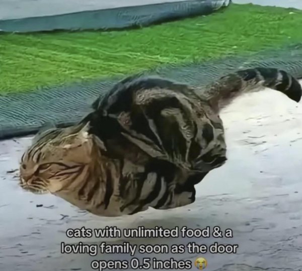 Memes And Photos With Cats (38 pics)