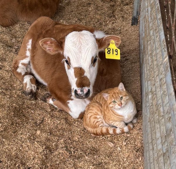 Memes And Photos With Cats (38 pics)