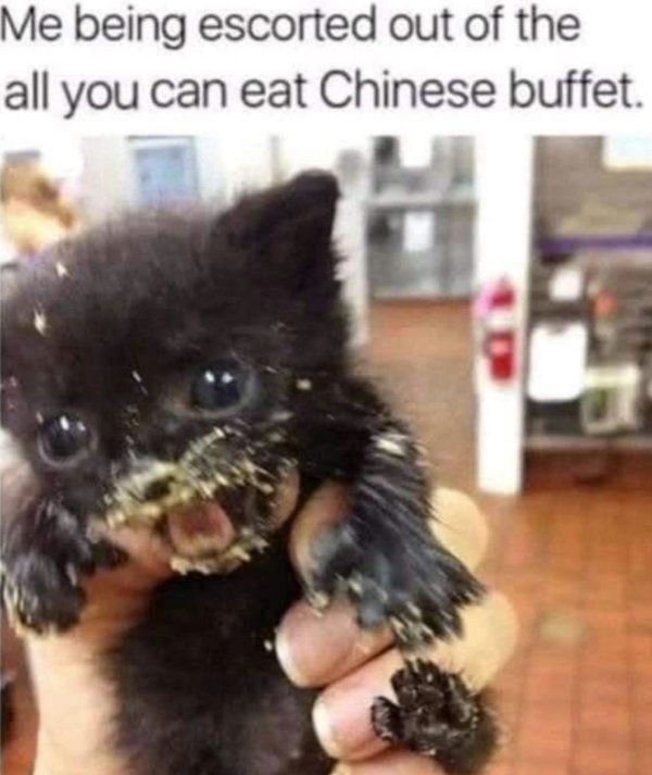 Memes And Photos With Cats (38 pics)