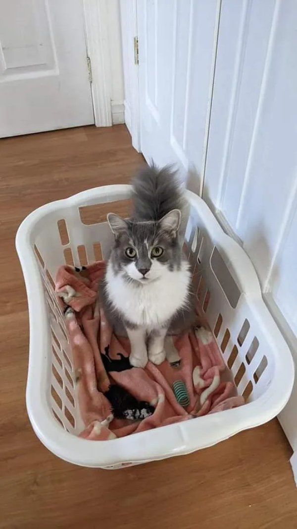 Memes And Photos With Cats (38 pics)