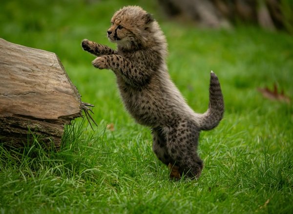 Interesting Facts (16 pics)