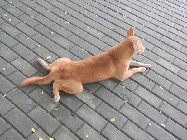 Interesting Facts (16 pics)