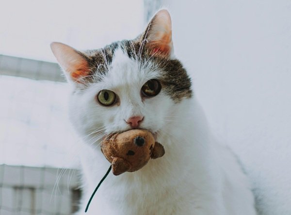 Interesting Facts (16 pics)