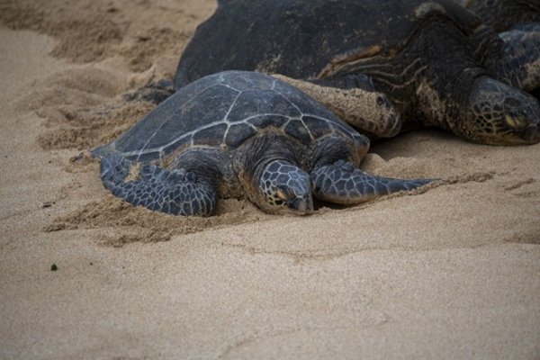 Interesting Facts (16 pics)