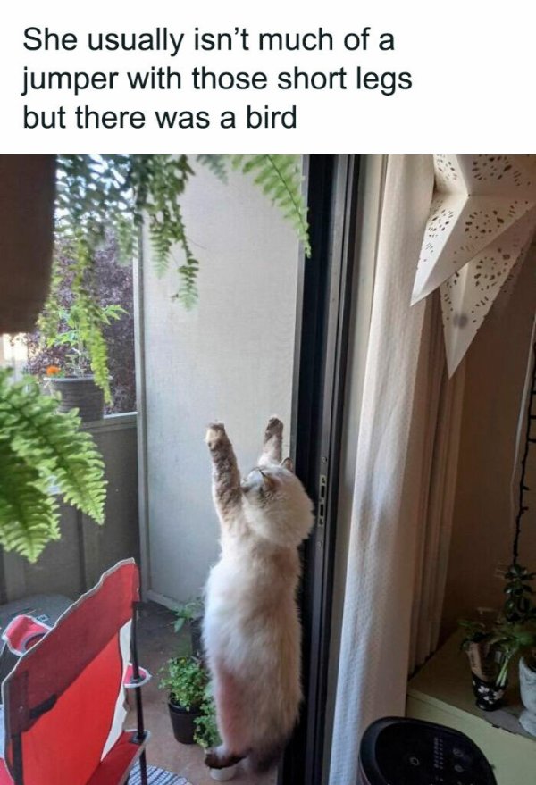 Kind Memes (27 pics)