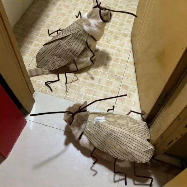 What Is Going On Here? (45 pics)