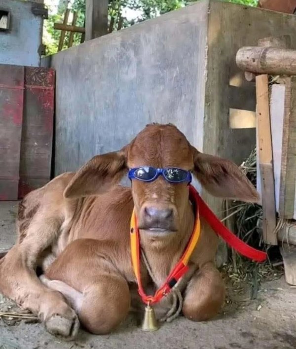 What Is Going On Here? (45 pics)