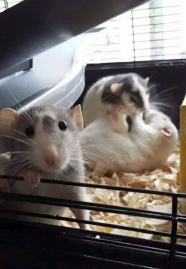 What Is Going On Here? (45 pics)