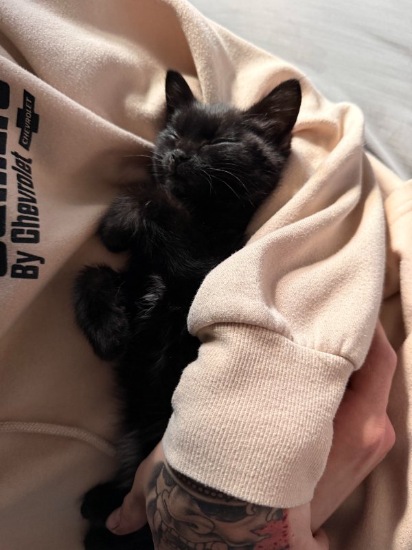 Jokes And Photos For Cats Lovers (33 pics) Jokes And Photos For Cats Lovers (33 pics)