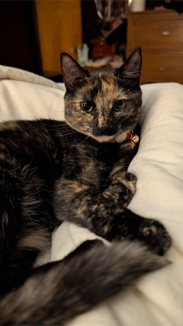 Jokes And Photos For Cats Lovers (33 pics) Jokes And Photos For Cats Lovers (33 pics)